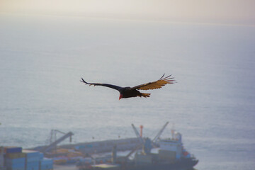 Bird flying over a maritime port