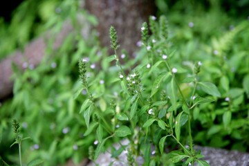 白い小さな花