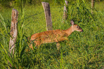 A baby dear passing under the fence