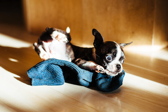 Bruce the Boston Pug Puppy slips