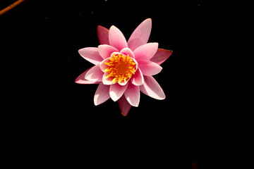 Pink lily in the river. Beautiful lily. Lonely lily in the pond. Background.