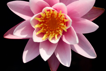 Pink lily in the river. Beautiful lily. Lonely lily in the pond. Background.