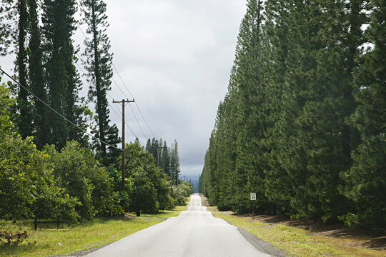 view of a long straight road near pine and macadamia nut plantation in Hawaii