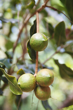 close up of green macadamia nuts on a tree in their natural environment