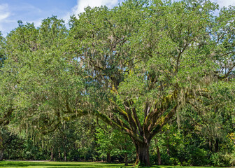 Mighty Old Oak with Spanish Moss