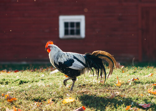 handsome rooster struts by a barn