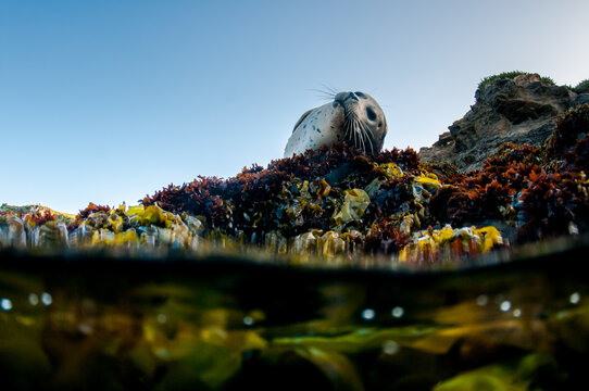 Pacific Harbour seal on Rocks