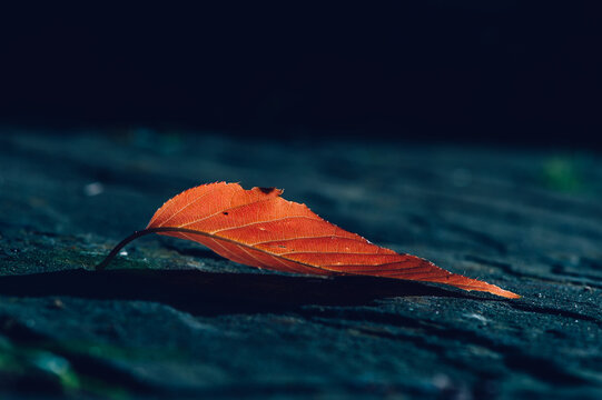 Close up of single autumn leaf