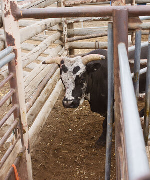 Bucking bull walks into bucking chute