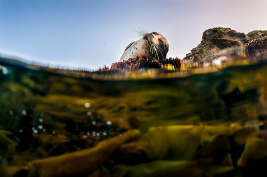 Pacific Harbour seal on Rocks