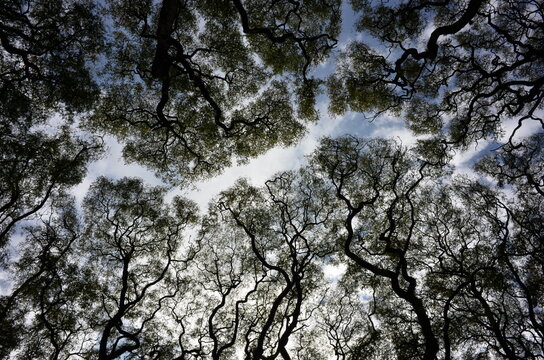 wide angle abstract shot of Tipuana tipu trees against the sky, Buenos Aires, Argentina