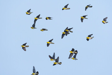 アオバトの群飛(White-bellied green pigeon)