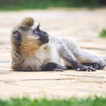 Submissive Green Monkey
