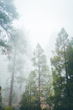 Foggy forest.