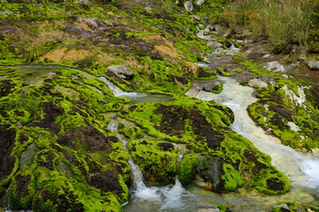 チャツボミゴケ