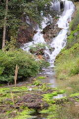 チャツボミゴケ