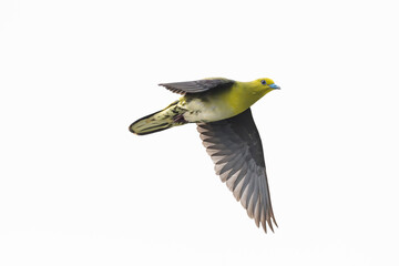 Fototapeta premium アオバト雌成鳥の飛翔(White-bellied green pigeon)