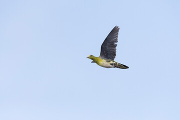 アオバト幼鳥の飛翔(White-bellied green pigeon)