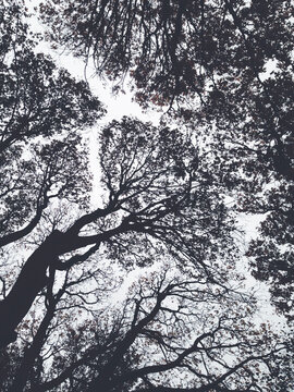 Looking up towards tall forest canopy of maple and alder trees in fall