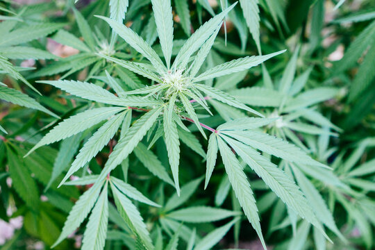 Close-up of pot or marijuana plants growing inside a greenhouse