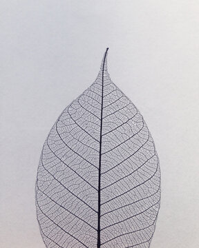 Structure of a leaf.