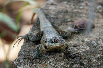 Lizard