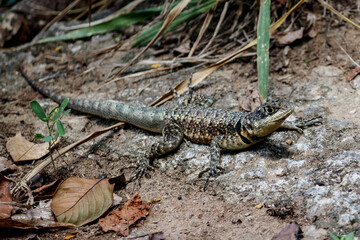 Obraz premium Lizard