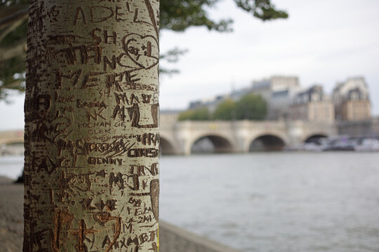 Tree with engraved bark, next to the Seine in Paris