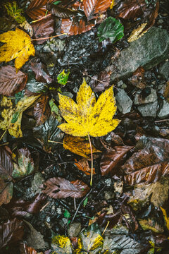 Fallen Yellow Leaf in Autumn Season