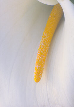 closeup macro of calla lily arum (zantedeschia aethiopica) solitary yellow golden spadix