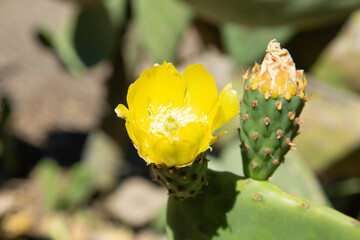 Nopal / Tuna cactus flower
