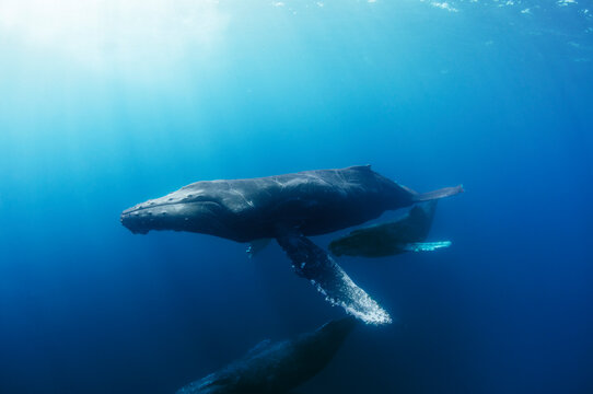 Mother and Calf Humpback Whales