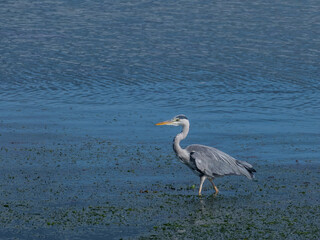 ardea cinerea grey heron on the seashore