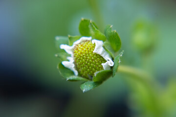 Growing green strawberry
