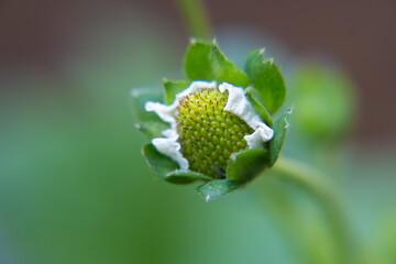 Growing green strawberry