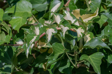 ivy plant leaves variegated hedera helix