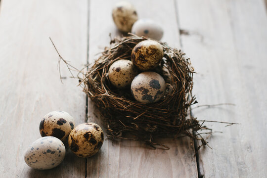 Quails eggs in a tiny nest