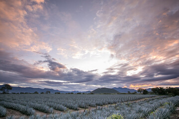 Tonaya - Tuxcacuesco, Jalisco - Paisaje de Agaves