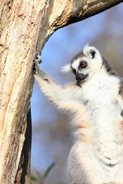 Extremely cool lemur dude