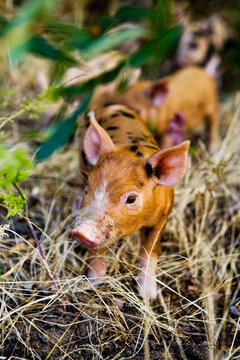 Brown Piglet In Field