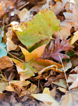 Pile of fall colored leaves