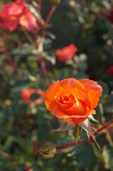 Orange blend Flower of Rose 'Zambra' in Full Bloom
