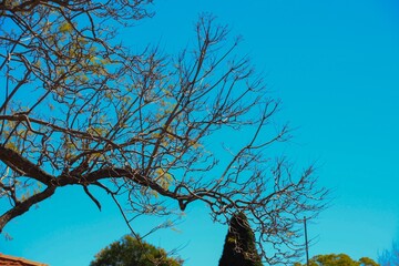 Jacaranda tree in the beginning of spring in a suburban Sydney Back yard 