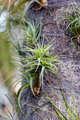 Fototapeta premium air plants on a tree outdoors 