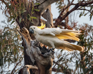 Sulphur-crested Cockatoo (Cacatua galerita) perched in a tree, making a nest in a hollow - NSW,...