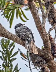 Female Eastern Koel (Eudynamys orientalis) perched in a Banksia tree - a migratory species of cuckoo from south-east Asia that comes to breed in northern & eastern Australia
