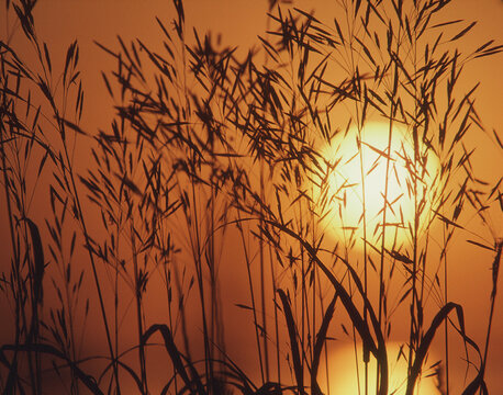 telephoto closeup of switchgrass (panicum virgatum) silhouette by afternoon sun