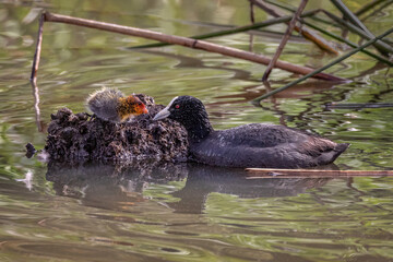 Eurasian Coot & her chick (Fulica atra) - related to the Moorhen - NSW, Australia 