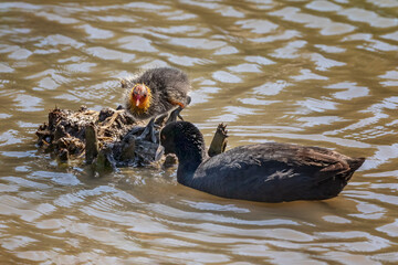 Eurasian Coot & chick (Fulica atra) - related to the Moorhen - NSW, Australia 