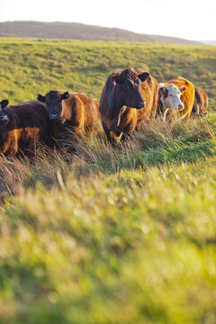 Cows Grazing In Green Field